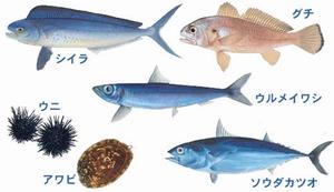 漁獲量全国上位の魚3