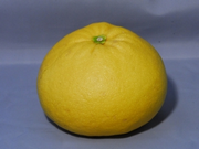 長崎ザボンの画像