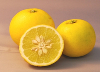 ゆうこうの画像