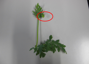 細長い茎から出た葉と蕾