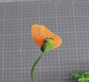 花弁を残した果実