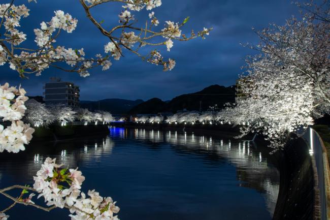 宵の八郎川に浮かび上がる桜