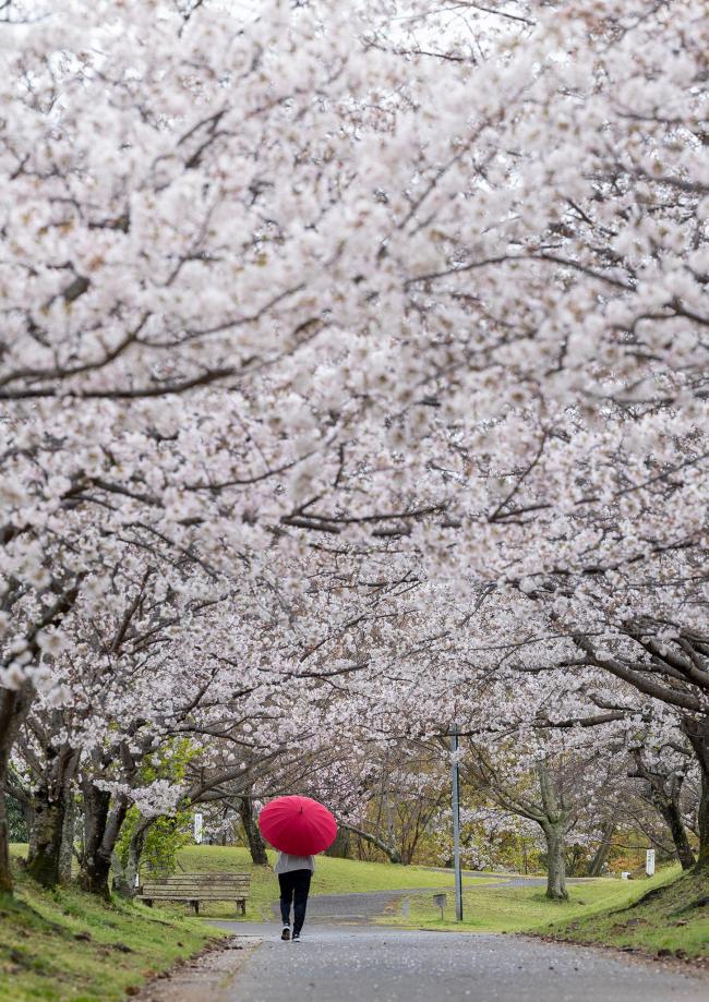 桜雨