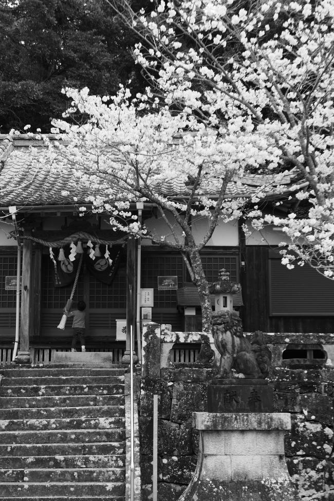 桜とお参り