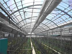 花き（キク）ハウス整備の画像