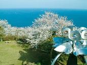 ヤブツバキソメイヨシノの画像