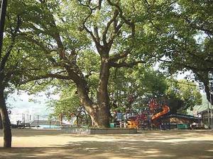 大徳寺公園の画像