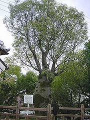 トックリノキ（別名：ボトルツリー）の画像