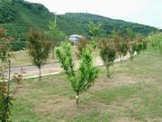 紅梅（鹿児島紅梅）白梅（青軸）寒紅梅玉ボタン（白梅）の画像