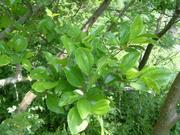 ハマナツメの画像