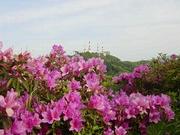 平戸つつじ他の画像