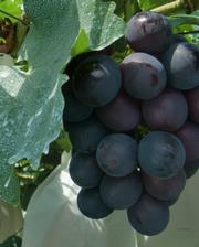 ぶどうの画像