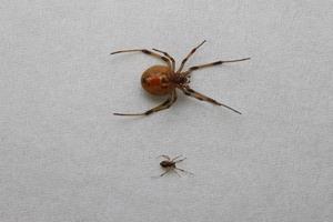 ハイイロゴケグモ（腹面）の画像