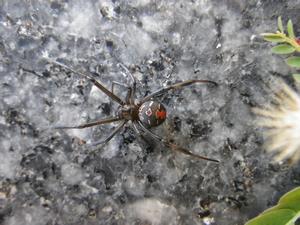 セアカゴケグモ（背面）の画像