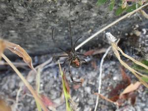 セアカゴケグモ（腹面）の画像