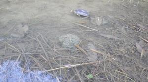 二ホンアカガエル最初の産卵（令和5年12月30日）の画像