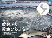 黄金ぶり・ひらまさ