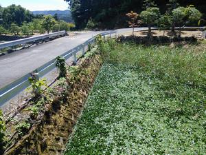 早坂ため池