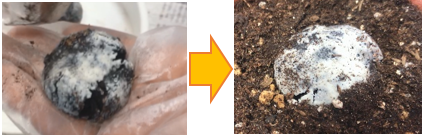 花壇やプランターへの植え付け方の画像