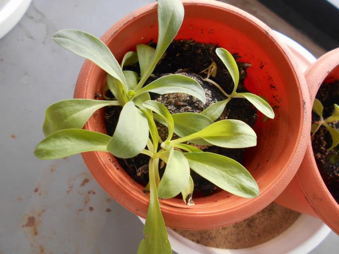 花咲けだんご2.