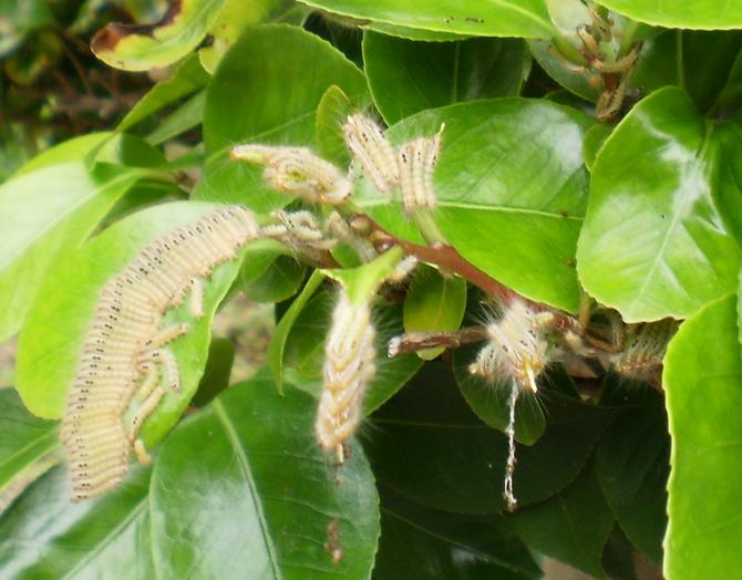 大量発生しているチャドクガの画像