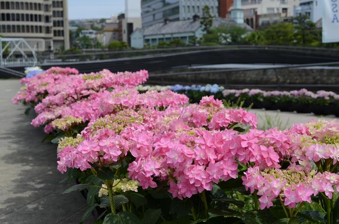 出島表門橋公園1